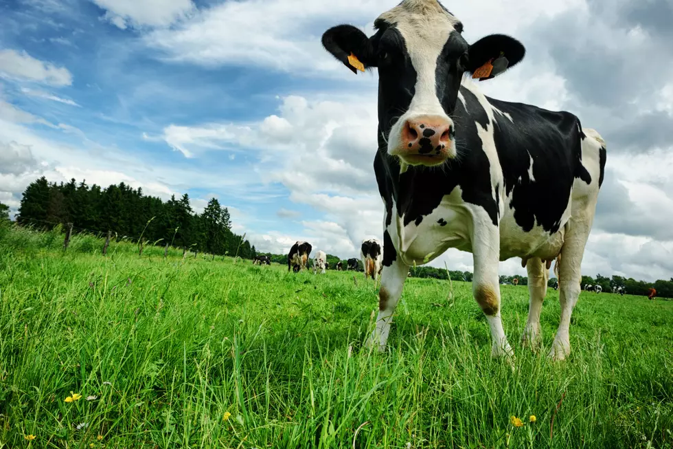 Dress Like a Cow for Free Chick-fil-A