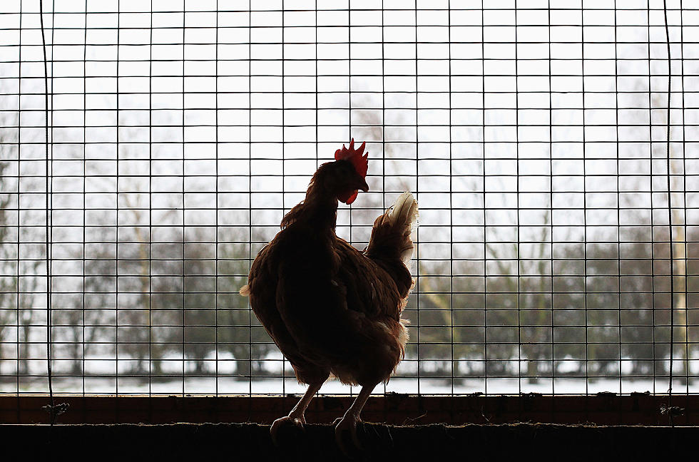 CDC Says Backyard Chickens are Spreading Salmonella