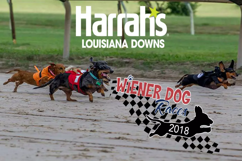 Wiener Dog Races at Louisiana Downs
