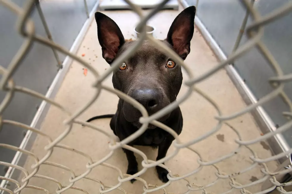 Proposed Bill Could Make Animal Cruelty a Federal Felony
