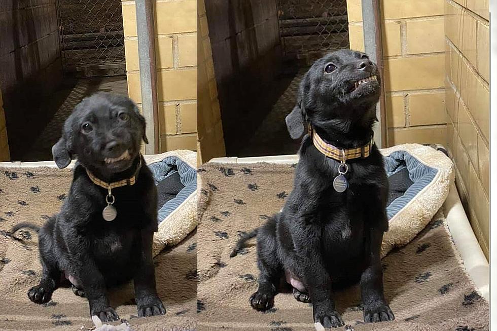 Smiling Shreveport Puppy Looking for New Home