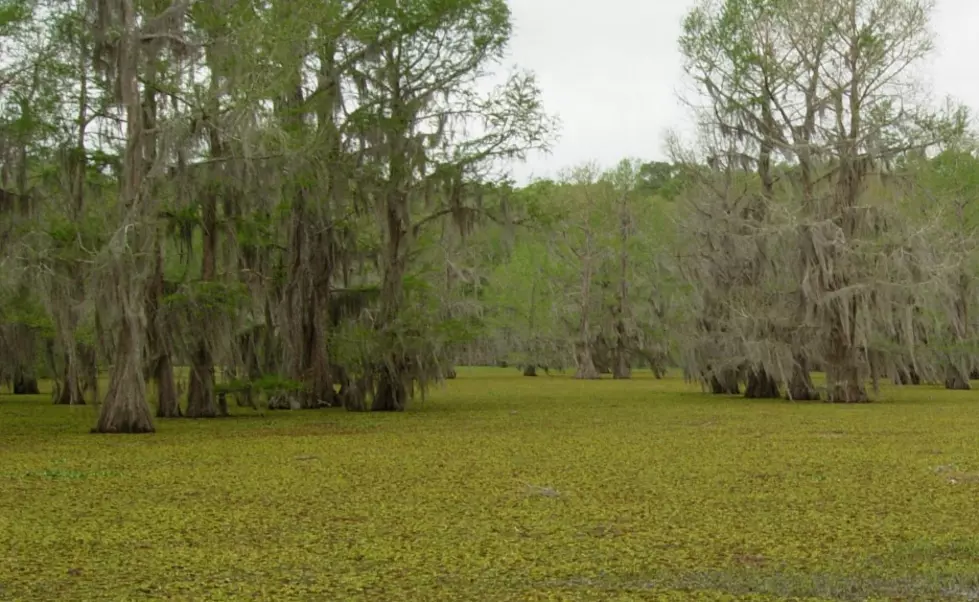 Black and Clear Lakes Scheduled to be Drawn Down Due to Salvinia