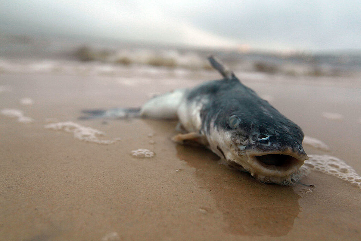 Рыба страдает. Последствия загрязнения океана. Экологическая катастрофа рыбы. Рыбы в загрязненной воде. Гибель животных от нефти.