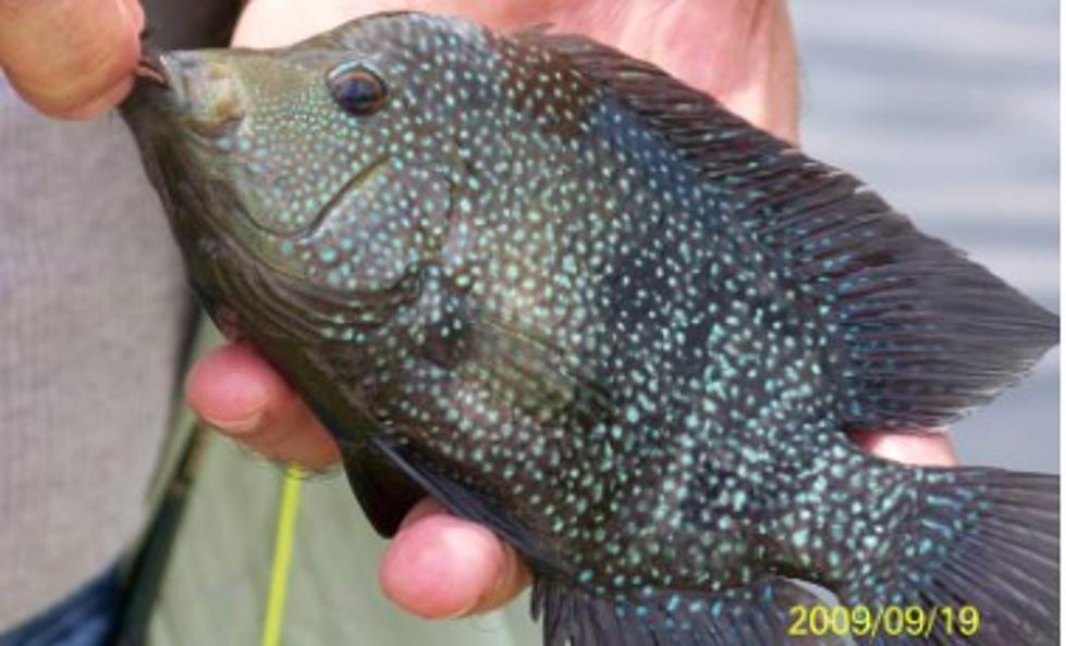 New Invasive Species Fish is Threatening Louisiana Waters