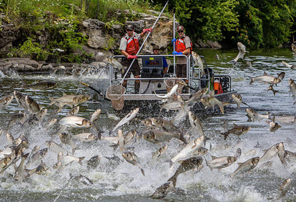 Another Startling Invasive Fish Species Just Found in Red River