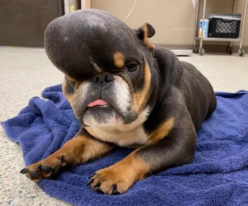 Stray Dog in La. With Huge Head Mass Looks Amazing After Surgery