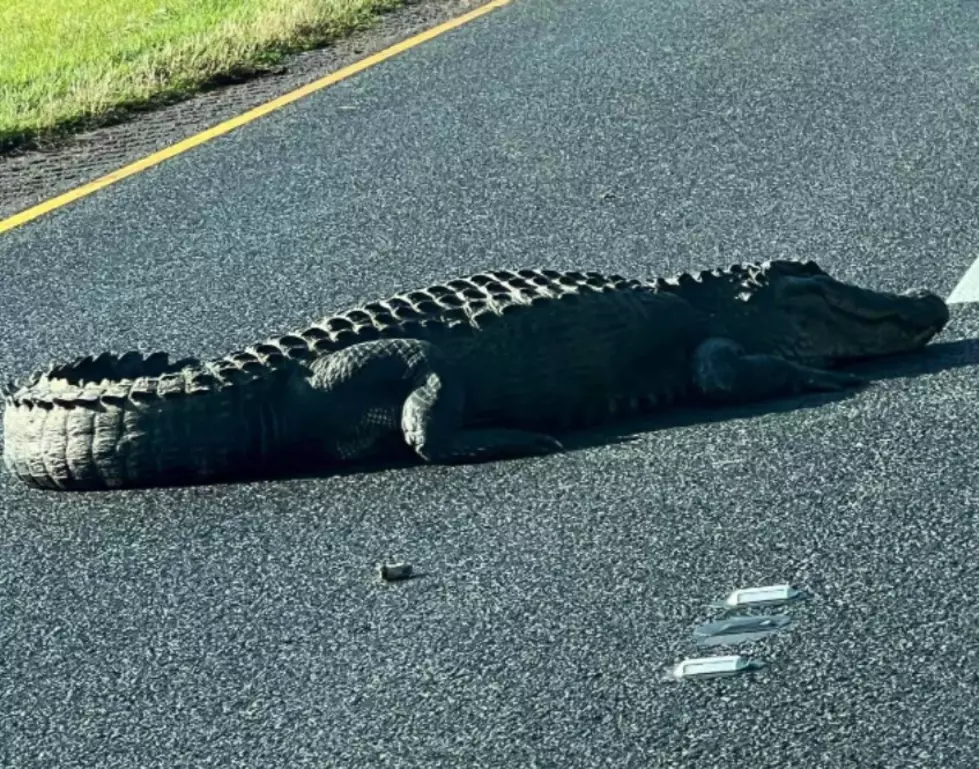 Enormous Alligator Stops All Traffic on I-49 in Desoto Parish
