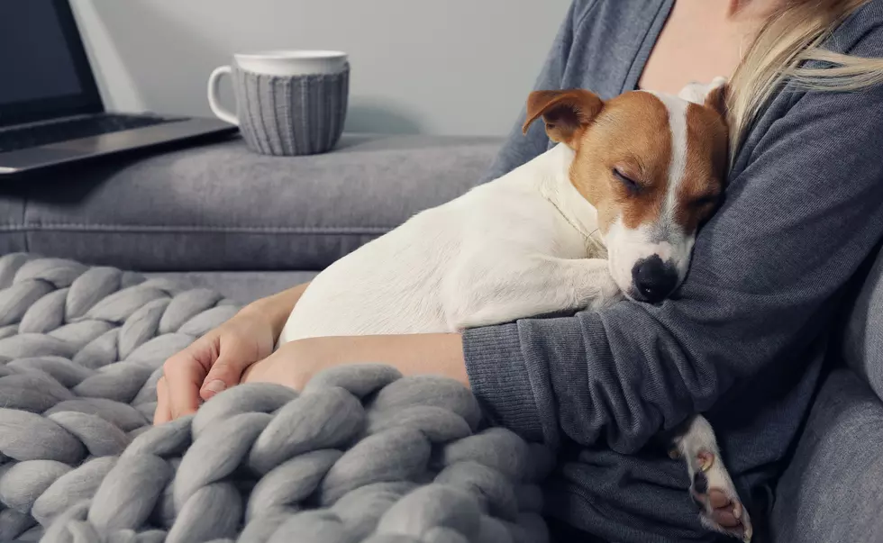 In Louisiana, Can You Legally Bury Your Pet in Your Own Yard?