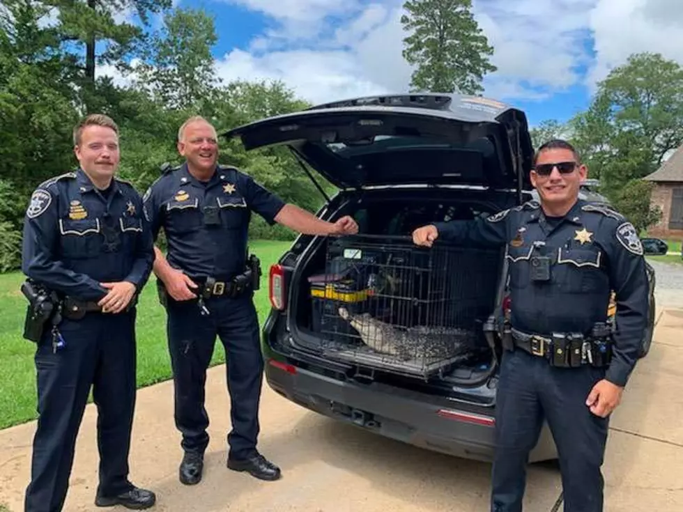 Benton Family Swimming Pool Almost Became New Home For Gator