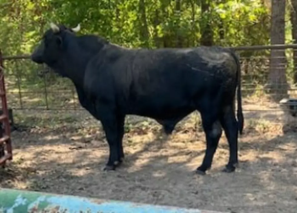 Bossier Sheriff to Send Bull to Sale If Not Claimed By Monday