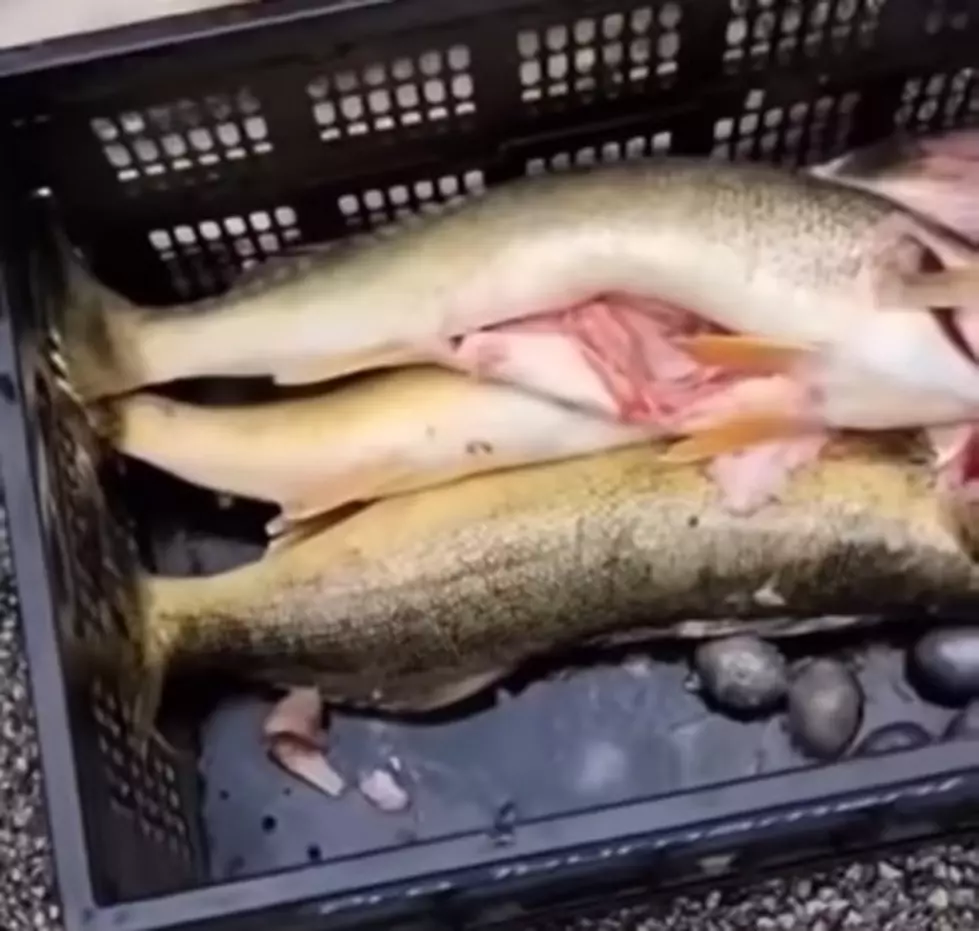 Watch Cheaters Get Caught Red Handed In Walleye Tournament