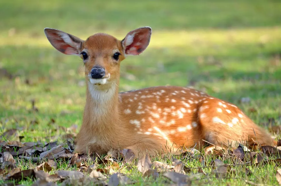 Is It Illegal In Louisiana To Keep Deer Hit With Car?