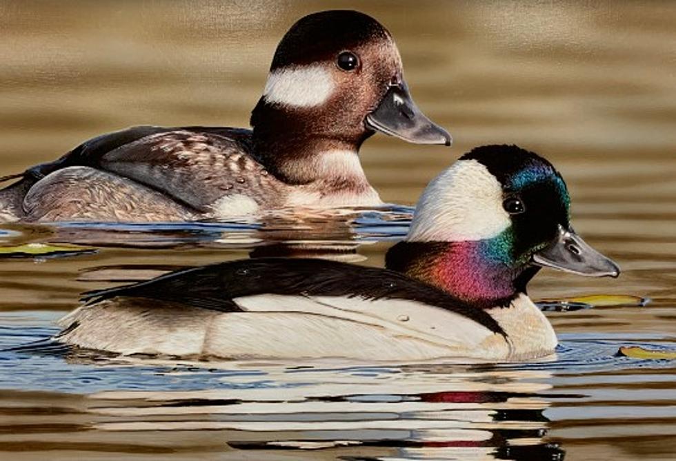 Think You Could Design the 2024 Louisiana Duck Stamp?