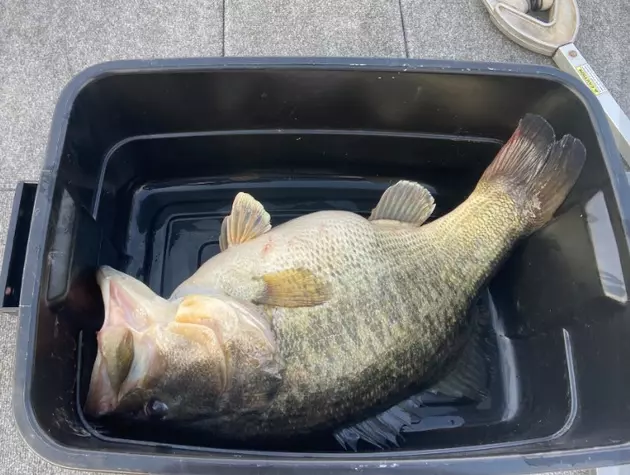 Another Record Size Bass Caught From Bussey Brake in Louisiana