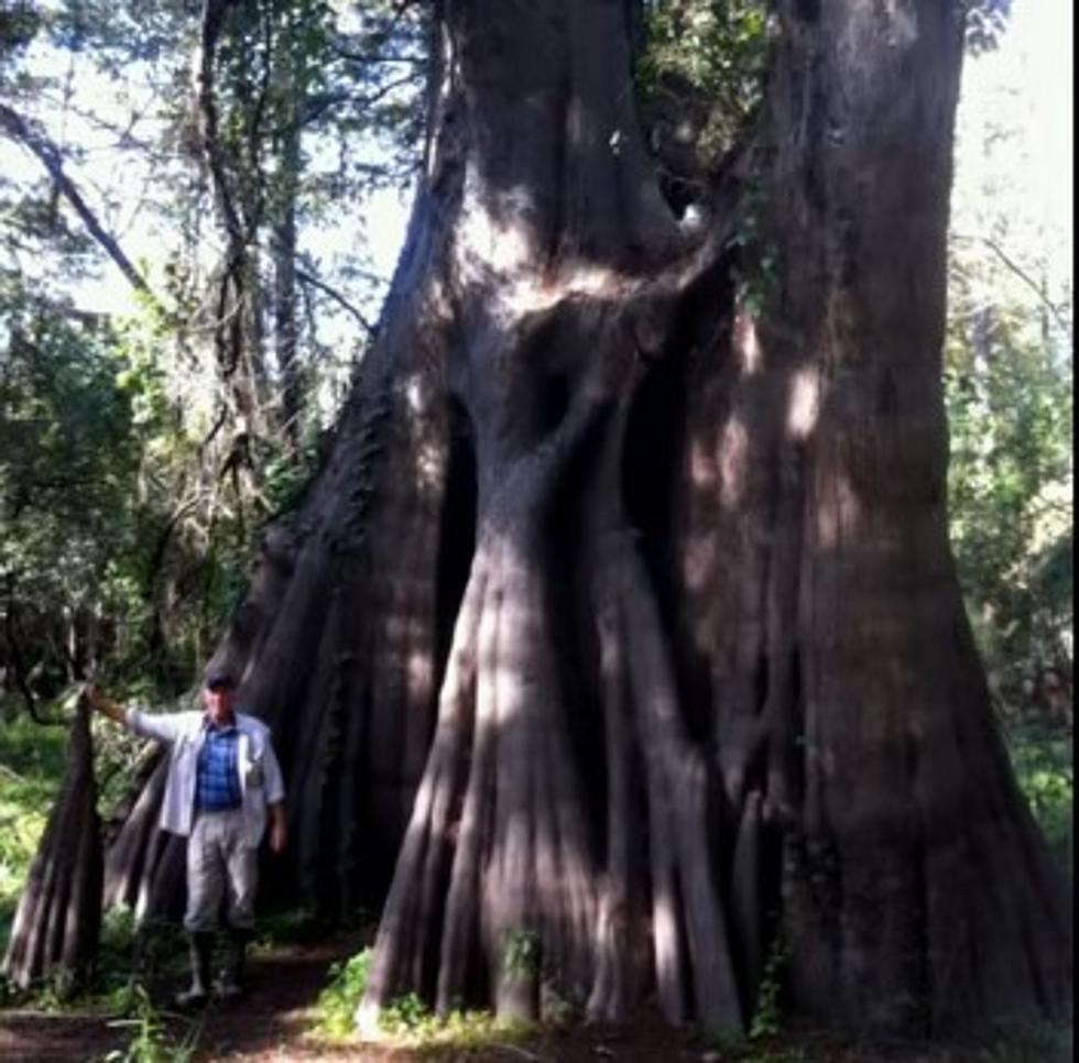 You’ll Never Guess The Age Of Louisiana’s Oldest Tree
