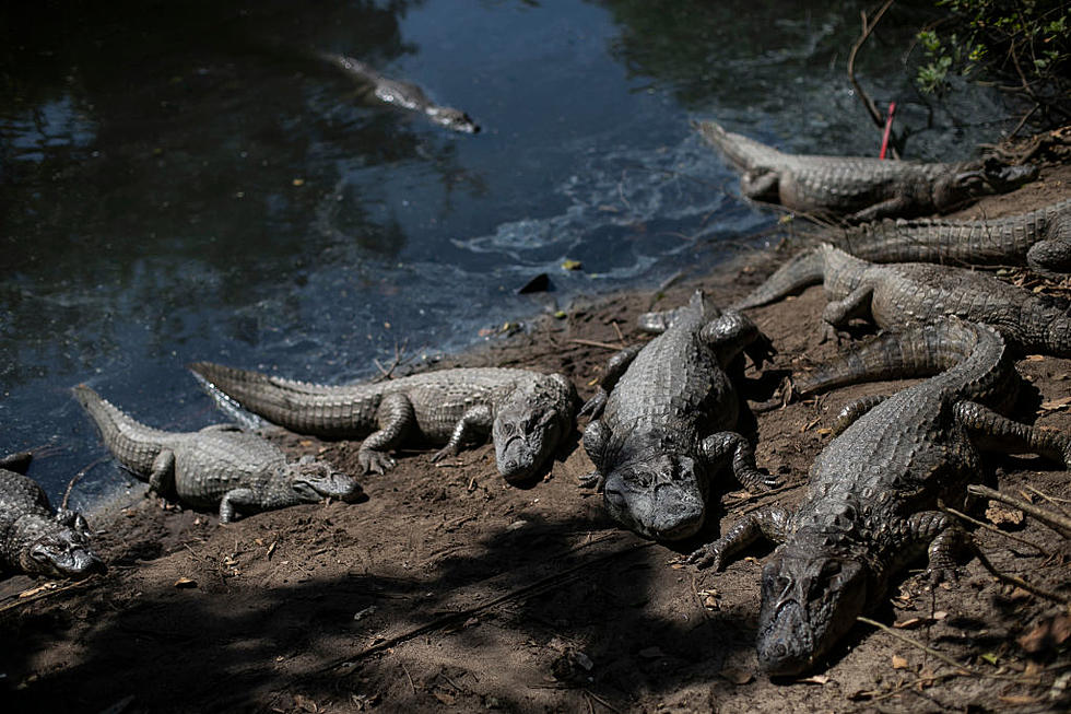 Louisiana&#8217;s 2023 Alligator Season Just 3 Weeks From Now