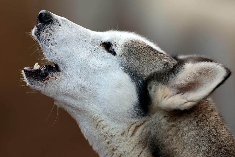 Dog Breeds The Most Likely To Bite People In Texas