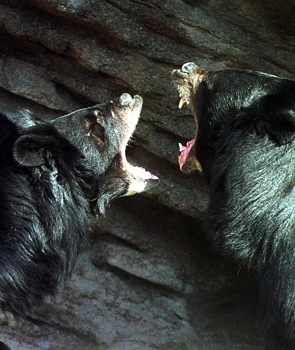 All You Need To Know About Louisiana&#8217;s 1st Bear Season in Decades