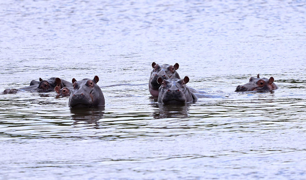 Louisiana Came Within a Single Vote of Bringing Hippos Here