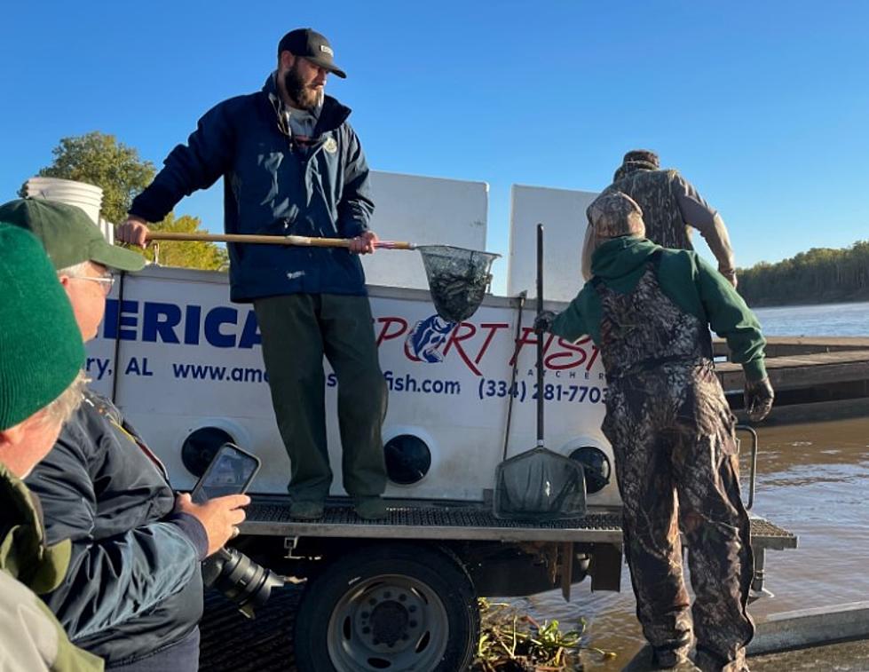 Anglers Will Benefit From Latest Bass Stocking Into Red River