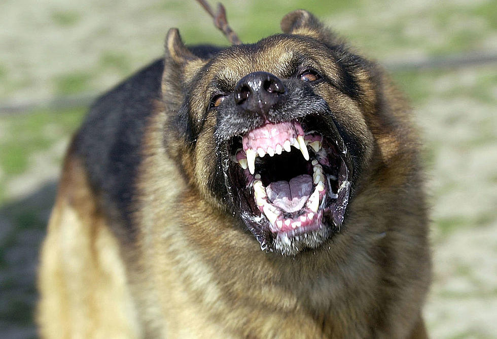 Louisiana Police Officer Under Fire For Shooting Dog
