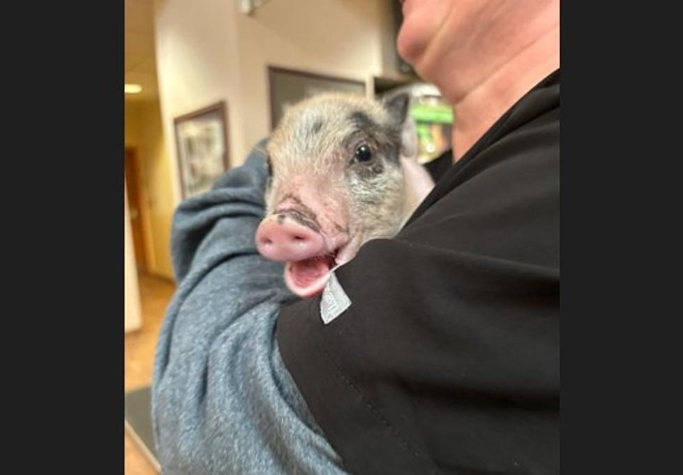 Louisiana Piglet Rescued After Being Thrown Like Football