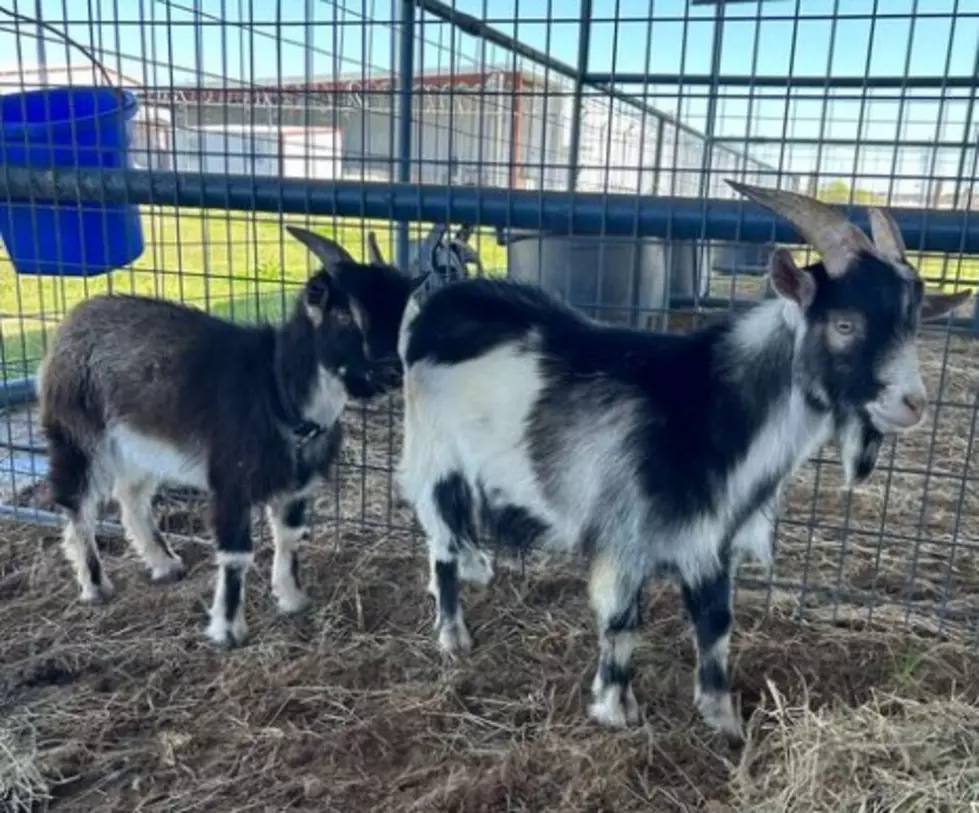 Caddo Sheriff Not ‘Kidding’ Around; Will Auction Goats Soon