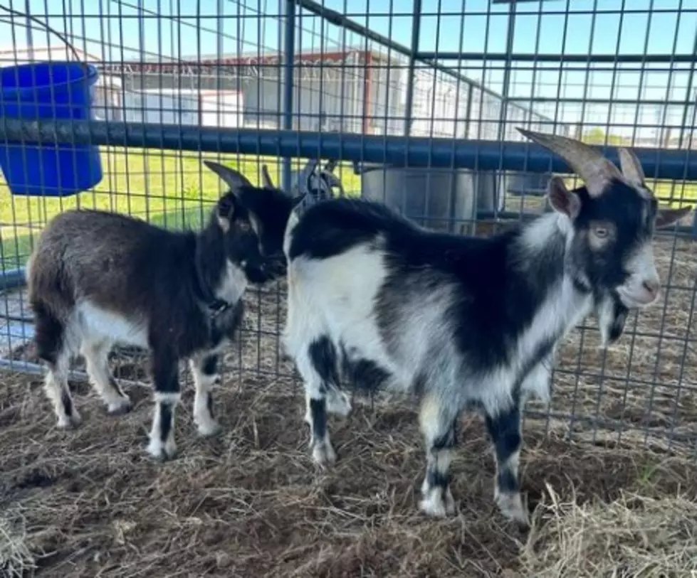 Caddo Sheriff Not &#8216;Kidding&#8217; Around; Will Auction Goats Soon