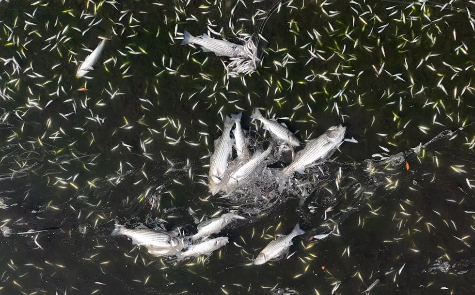See Dead Fish In Louisiana Lakes? This Might Be Reason