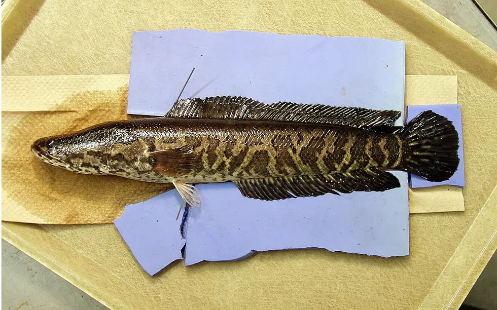 If You Catch This Invasive Fish in Louisiana, Kill It Immediately