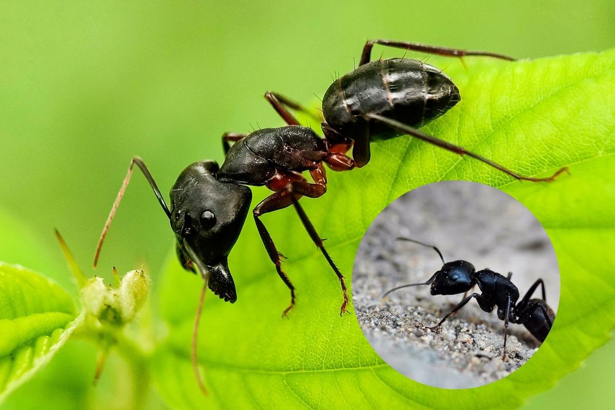 Invasive Ant With Painful Bite Discovered In Louisiana