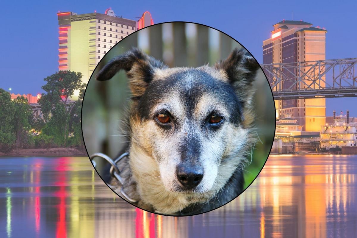 Shreveport Pet Owners: Felony Charges for Leaving Animals in the Cold