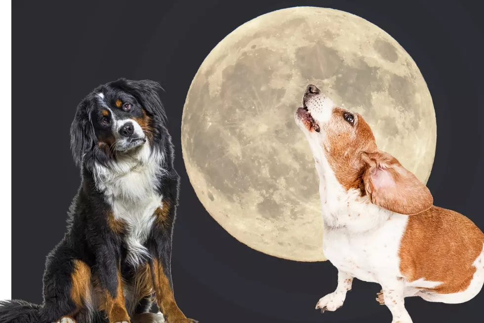 Does the Full Moon Make Dogs Act Crazy? What to Know