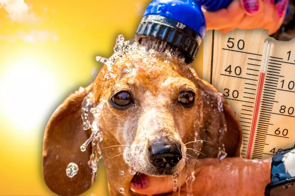 The Fatal Summer Mistake Dog Owners Make During A Major Louisiana Heatwave