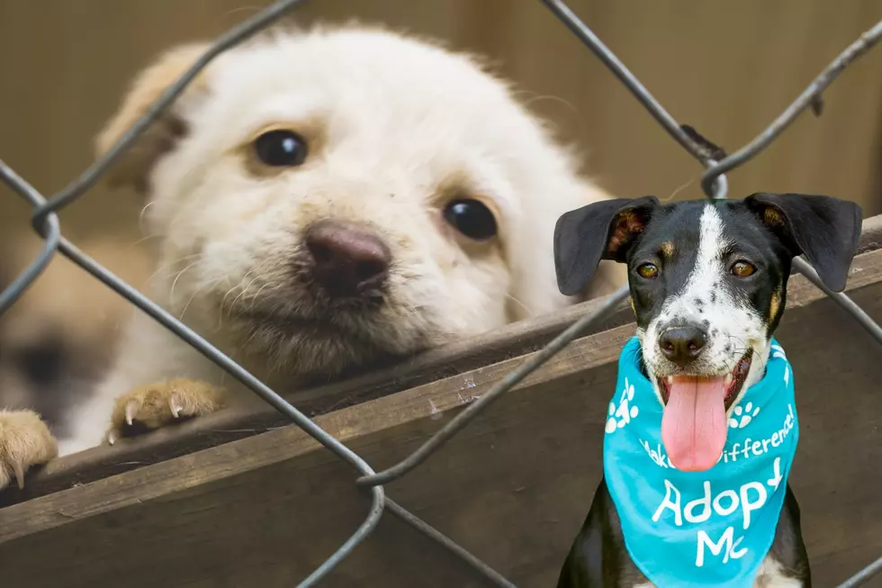 Caddo Animal Shelter Waives All Fees for Special 3-Hour Event