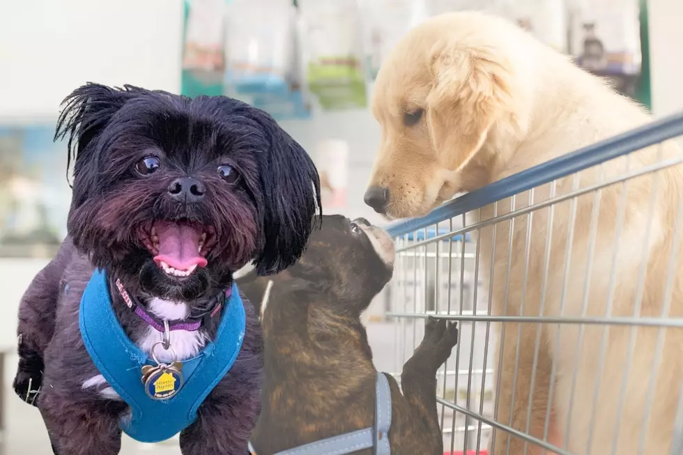 Pet-Friendly Stores in Shreveport: Where You Can Shop With Your Dog