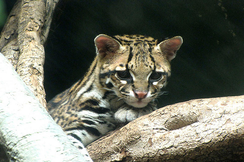 Adorable Baby Ocelot Makes Debut at Seattle Zoo