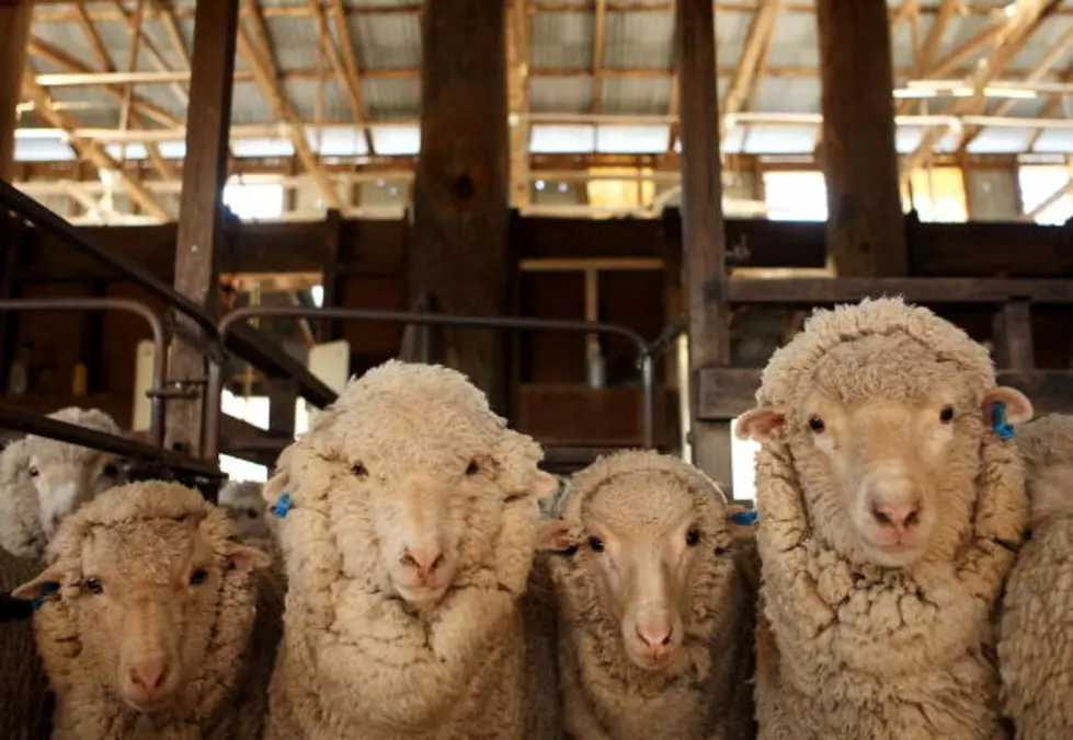 Crazy Sheep Attacks Defenseless Swing Set [VIDEO]