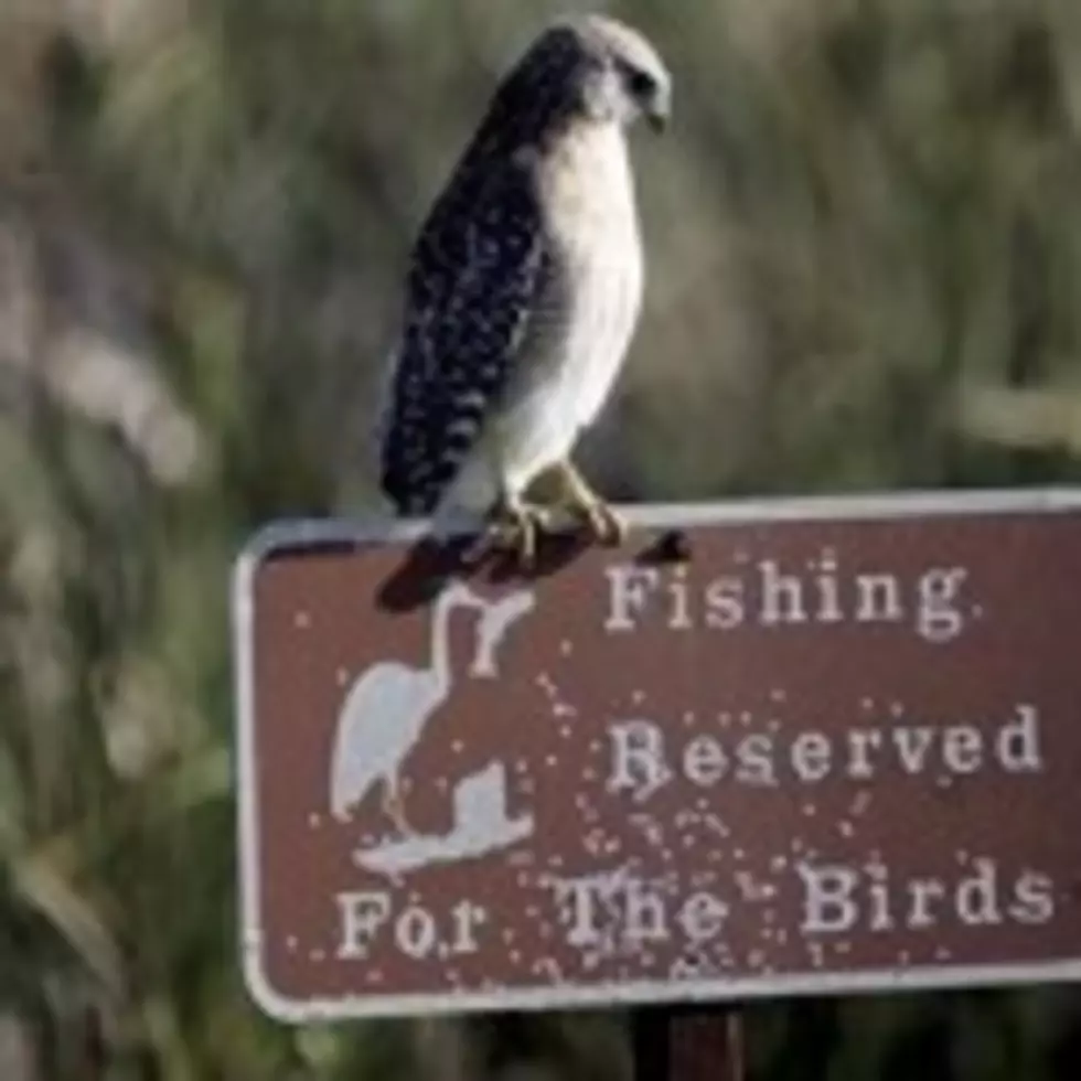 Amazing! Bird Sounds From The Lyre Bird &#8211; David Attenborough BBC Wildlife [VIDEO]