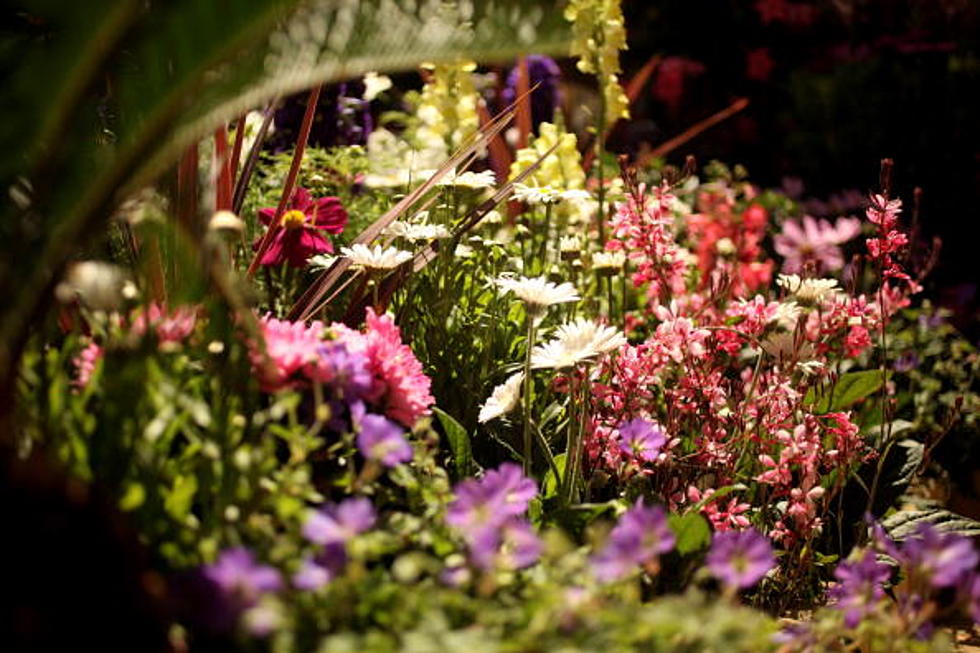 Bedding Plants That Thrive In The East Texas Summer Heat