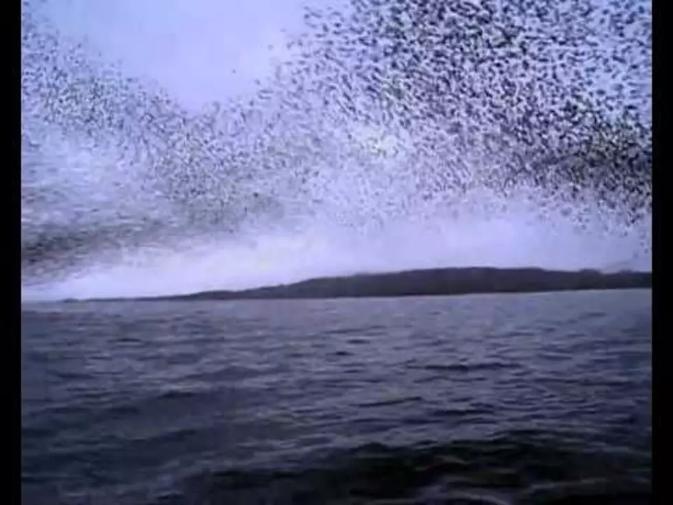 Thousands Of Birds Flying In Beautiful Patterns [VIDEO]