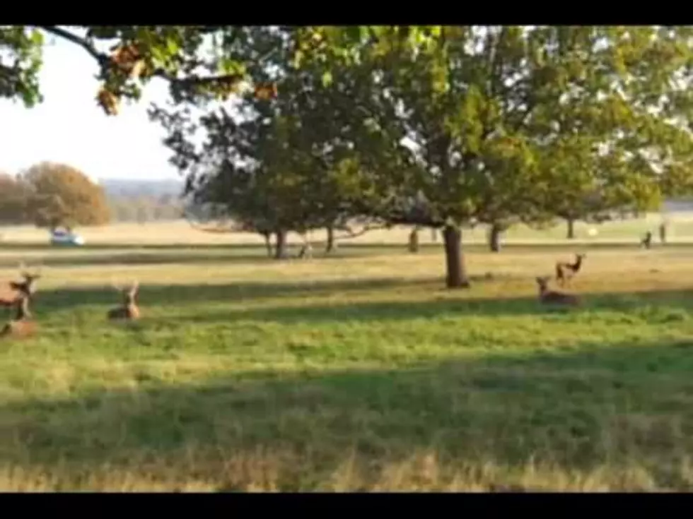 What Happens When A Dog Breaks Loose In A Park Full Of Deer? [VIDEO]
