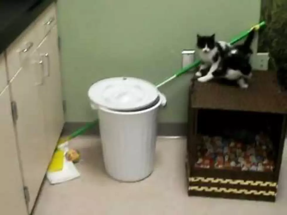 Playful Kitten Disappears In Trash Can [VIDEO]