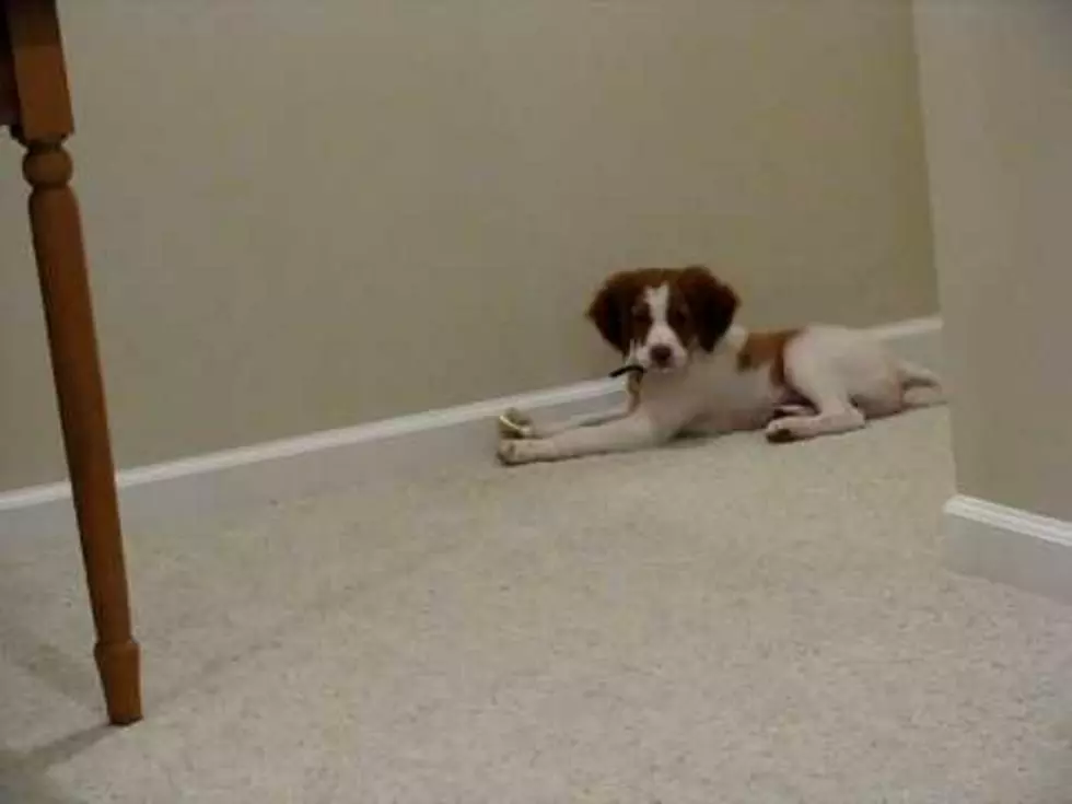Puppy Goes Adorable On Door Stop [VIDEO]