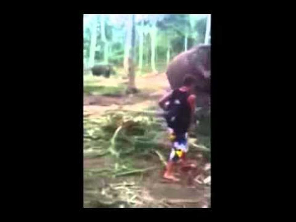 Elephant Floors Annoying Tourist [AUDIO]