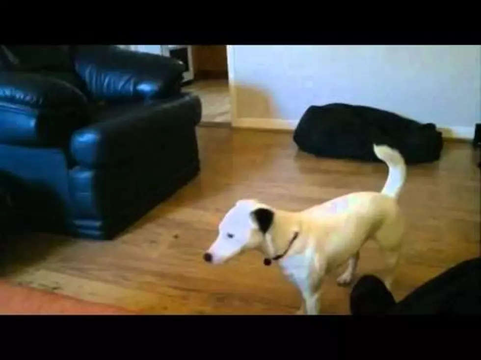 Dog Aims For Couch And Misses….Terribly  [VIDEO]