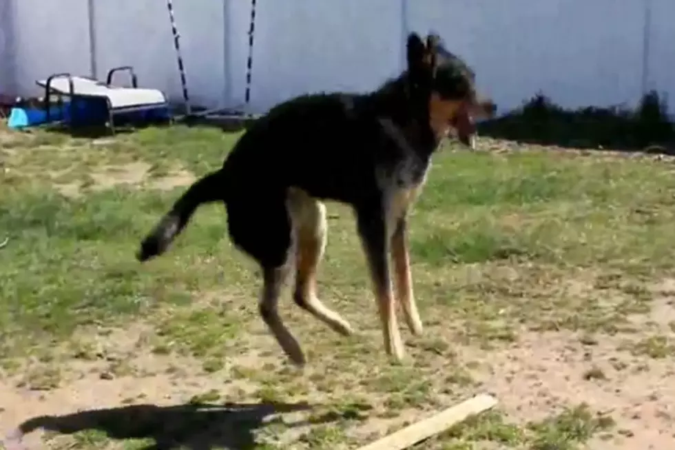 Dog Jumps Rope ‘Double Dutch’ Style! [VIDEO]