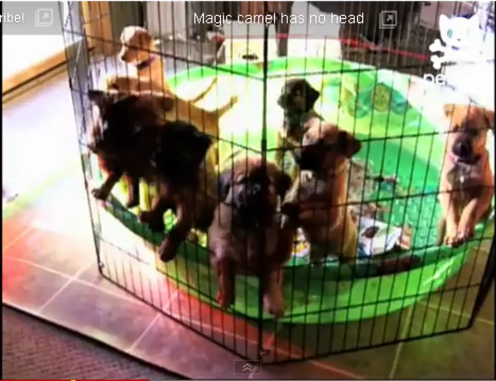 Cute Puppy Video! — Litter of Puppies is Too Adorable
