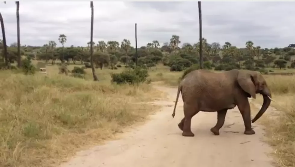 Family of Elephants Take Daily Walk in the Cutest Video Ever [VIDEO]