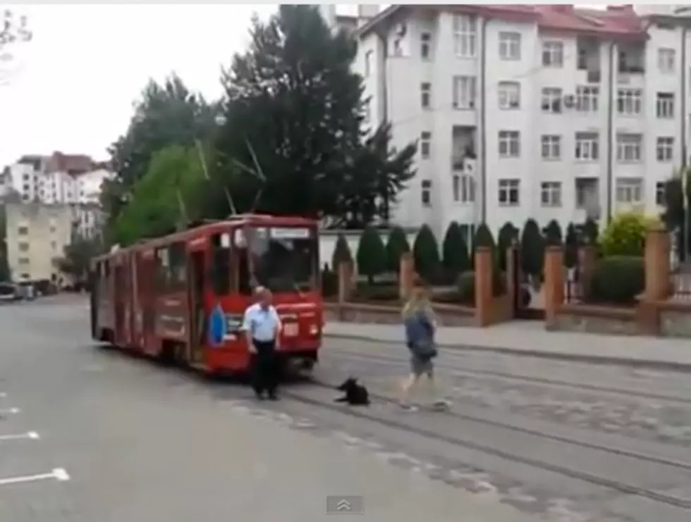 Dog Takes a Nap in the Middle of Traffic [VIDEO]